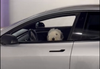 From Wagging Tails to Self-Driving: Tesla’s Smart Summon Faces Its Furriest Tester