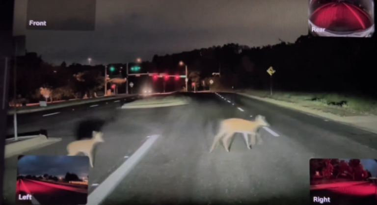 Exciting Advancements in Autonomous Driving: Tesla’s FSD Saves Wildlife